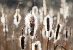 november_fuzz_web15.jpg
