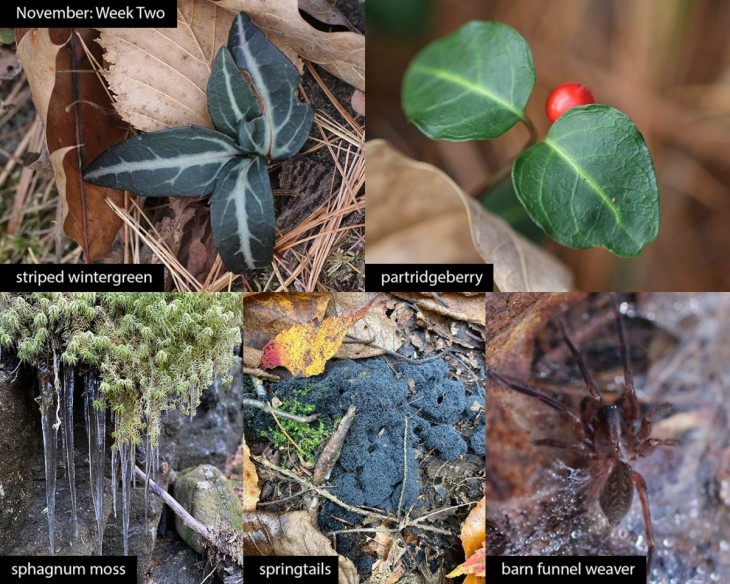 November nature