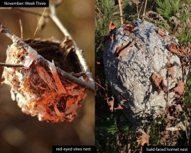 November nature thumbnail