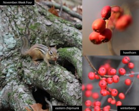 November nature thumbnail