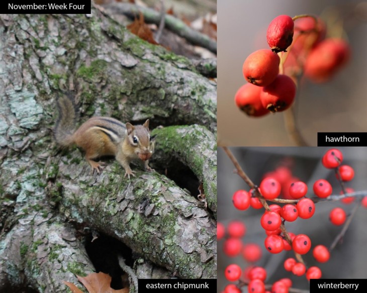 November nature