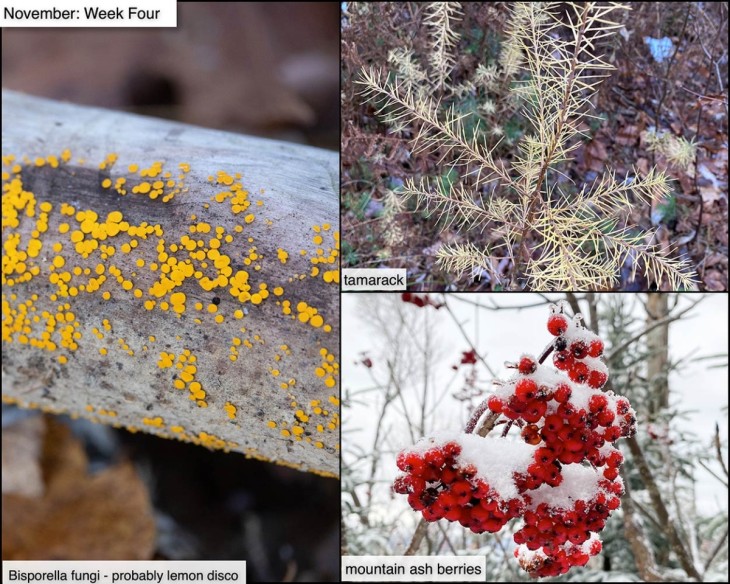 November nature
