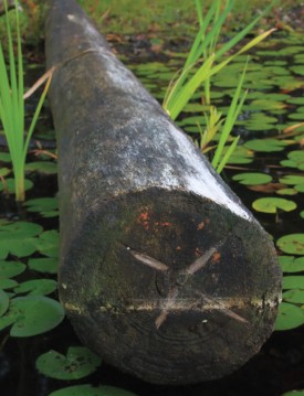 NW_AUT22_1000words_web.jpg thumbnail