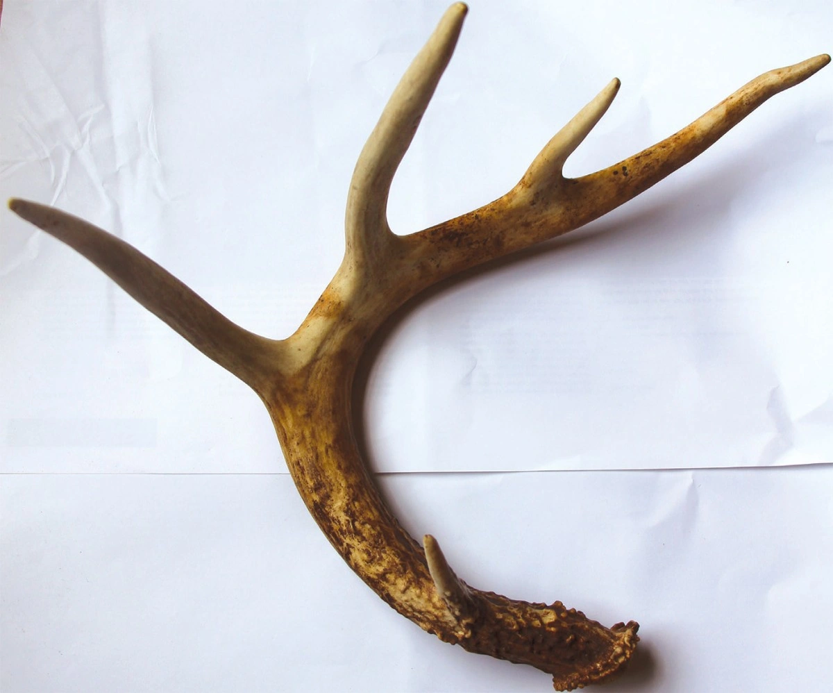 Part 2: A Close Look at an Antler | Autumn 2019 | Resilient Forest Series |  Resilient Forest Series, image size:1200x998