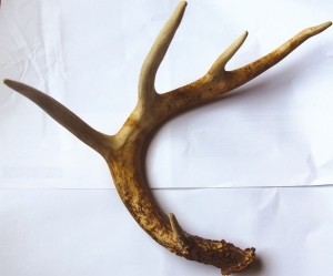 Part 2: A Close Look at an Antler thumbnail