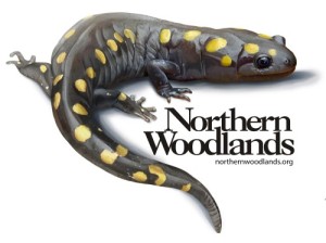 Salamander sticker thumbnail