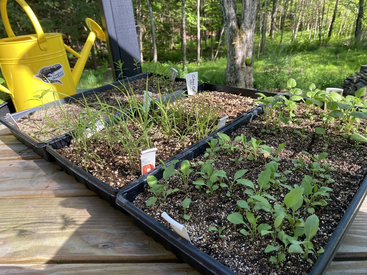 Start Native Perennials from Seed: A Hands-On Workshop