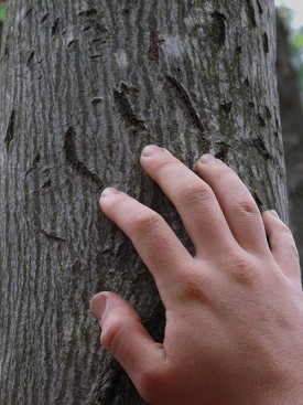 Bear Claw Susan Morse thumbnail