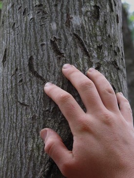 Bear Claw Susan Morse thumbnail