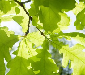 oak_in_sun.jpg thumbnail