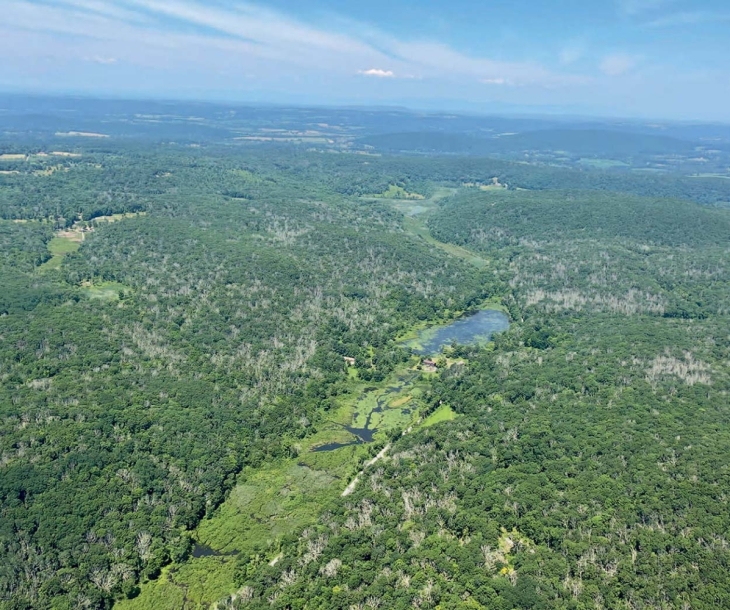 A Bird’s-Eye View of Forest Health