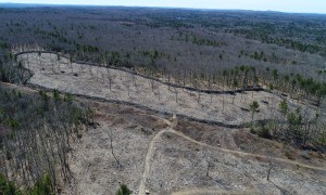 Effects of Deer on Forest Ecosystems thumbnail