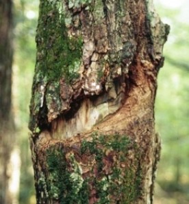 Oct3009_contest_pic_orig.jpg thumbnail