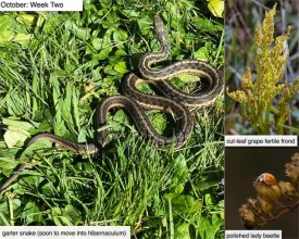 October nature thumbnail