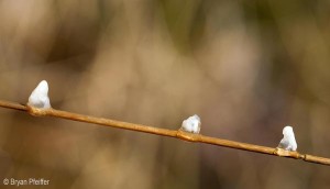 Snowcapped Stems? thumbnail