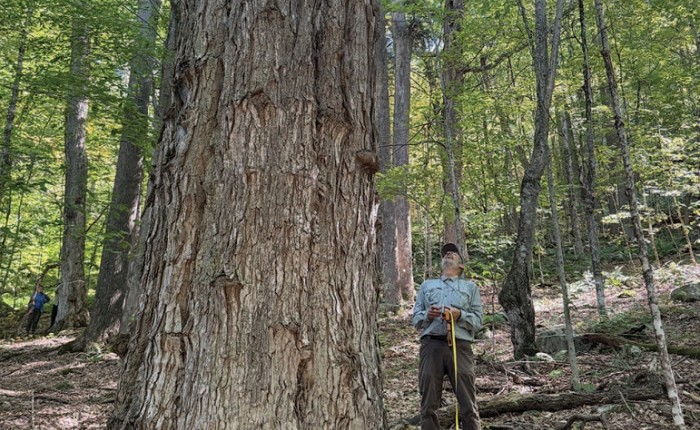 Large old tree thumbnail