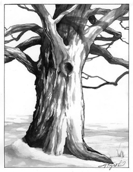 Old_Maple_Tree_1.jpg thumbnail