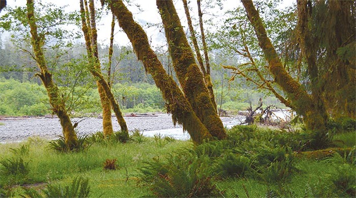 Discovering the Olympic Rain Forest