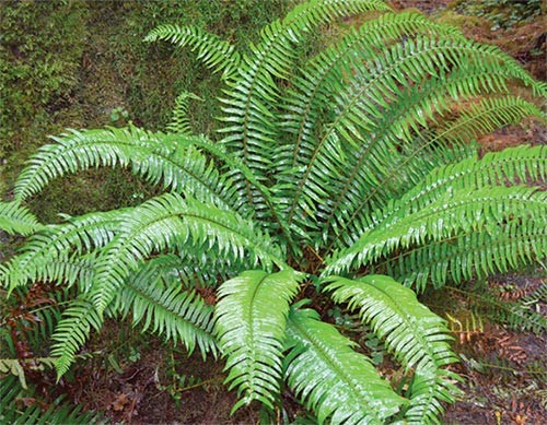 Discovering the Olympic Rain Forest