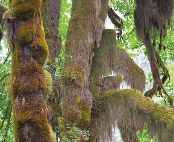 Discovering the Olympic Rain Forest