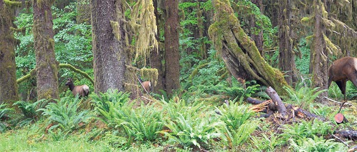 Discovering the Olympic Rain Forest