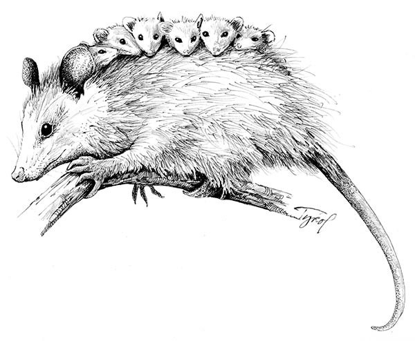 Lessons Learned from Raising a Baby Opossum thumbnail