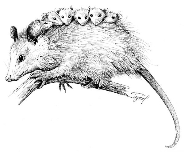 Live Weird, Die Young: The Virginia Opossum