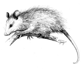 Opossum_web.jpg thumbnail