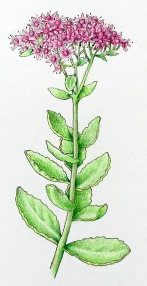 Orpine: Ornamental Gone Wild thumbnail