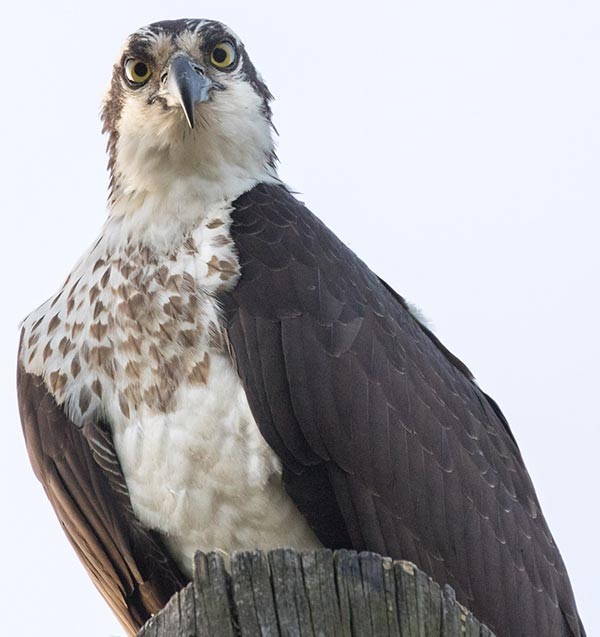 Osprey Diving Demo