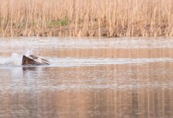 Osprey Diving Demo Photo: Tig Tillinghast