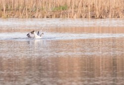 Osprey Diving Demo Photo: Tig Tillinghast