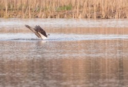 Osprey Diving Demo Photo: Tig Tillinghast