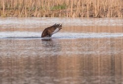 Osprey Diving Demo Photo: Tig Tillinghast