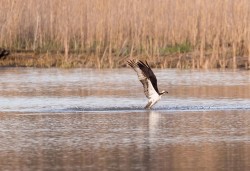 Osprey Diving Demo Photo: Tig Tillinghast