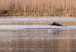 Osprey Diving Demo Photo: Tig Tillinghast