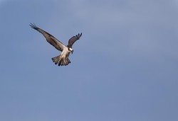 Osprey Diving Demo Photo: Tig Tillinghast