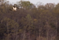 Osprey Diving Demo Photo: Tig Tillinghast