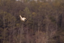 Osprey Diving Demo Photo: Tig Tillinghast