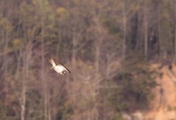 Osprey Diving Demo Photo: Tig Tillinghast