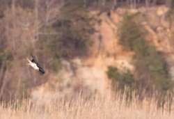 Osprey Diving Demo Photo: Tig Tillinghast