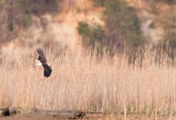 Osprey Diving Demo Photo: Tig Tillinghast