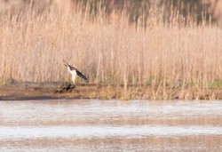 Osprey Diving Demo Photo: Tig Tillinghast