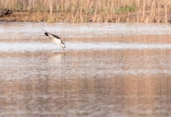 Osprey Diving Demo Photo: Tig Tillinghast