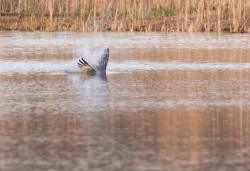 Osprey Diving Demo Photo: Tig Tillinghast