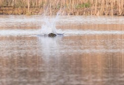 Osprey Diving Demo Photo: Tig Tillinghast