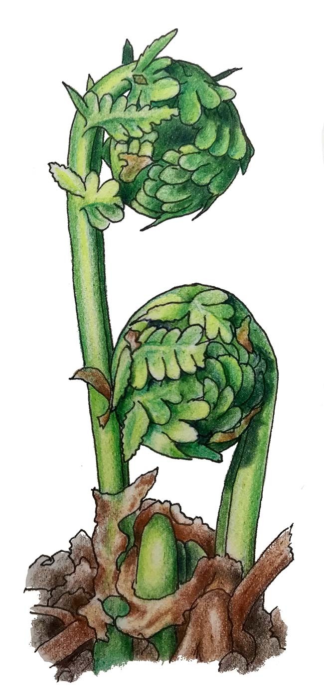 Ostrich Fern Fiddleheads