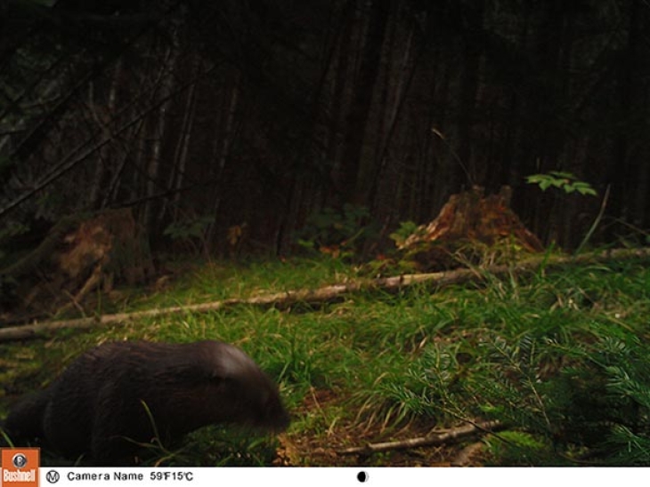 Otter's Big Debut