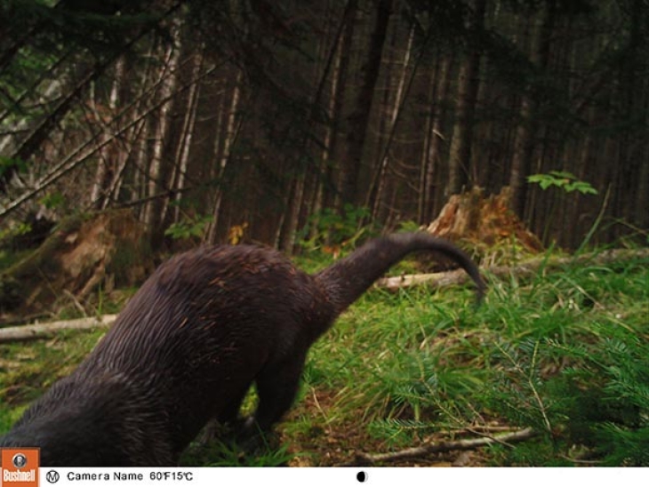 Otter's Big Debut