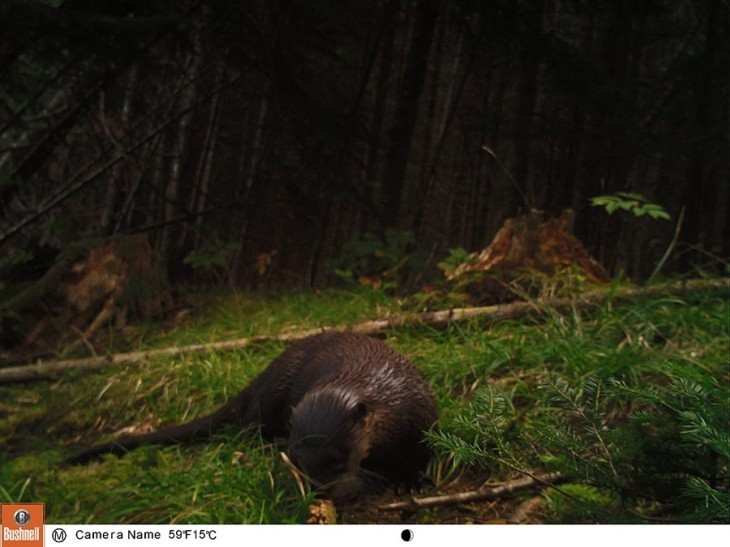 Otter's Big Debut